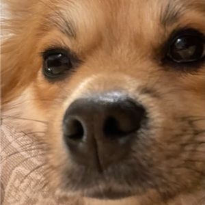 Meet your Posher, Wawamo